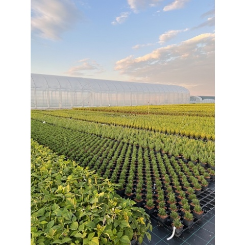 Gospodarstwo Ogrodnicze Global Plants