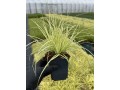 Gospodarstwo Ogrodnicze Global Plants